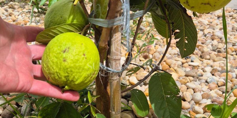 WhatsApp Image 2026-03-17 at 13.19.10 (2)